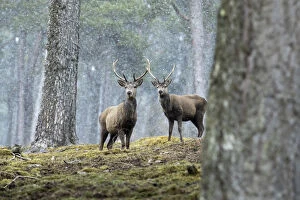 Red Deer Stags - Snow - Scotland - UK