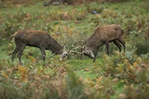 Stag Gallery: Red Deer Stags - Sparring - Richmond Park - London - UK