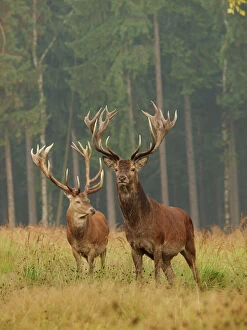 Deer Collection: Red deer - stags in summer. Germany