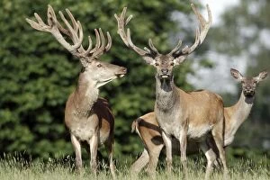 Red Deer - two stags in velvet and a hind