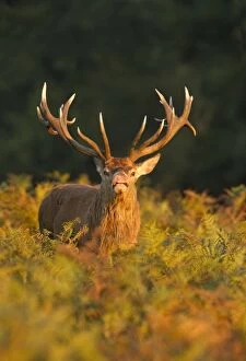 UK Wildlife Collection: Red Deer - standing amongst braken in beautiful evening sunshine showing flehmen behaviour