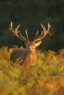 London Prints: Red Deer - standing amongst braken in beautiful evening sunshine showing flehmen behaviour - Richmond Park - London