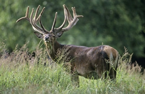 Images Dated 1st March 2006: Red Deer - standing in grass