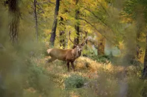 Red Deer Swiss Alps