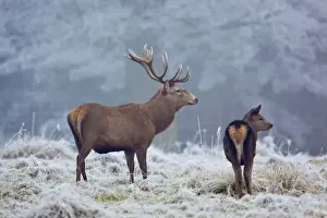 Red Deer - in winter frost - UK