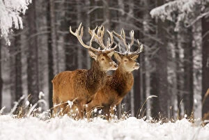Deer Collection: Red Deer - Two together in winter snow