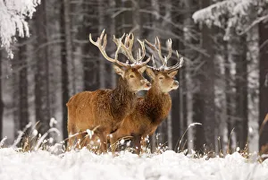 Red Deer - Two together in winter snow