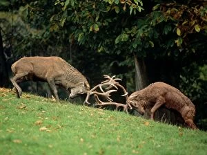 RED DEER - x two stags / males fighting