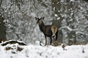 Images Dated 21st February 2006: Red Deer - Young stag in snow covered forest, winter Hessen, Germany
