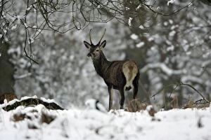 Red Deer - Young stag in snow covered forest, winter
