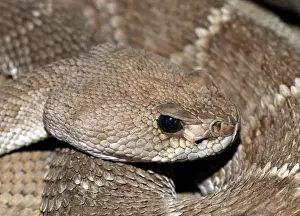 Rattlesnakes Prints: Red Diamond-backed Rattlesnake