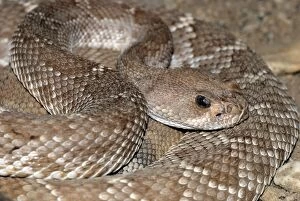 Images Dated 6th May 2008: Red Diamond-backed Rattlesnake