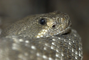 Images Dated 26th April 2007: Red Diamond Rattlesnake. Close up of head from side. California, USA