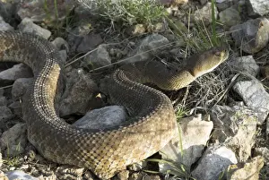 Red Diamond Rattlesnake. Side view in late afternoon light. California USA