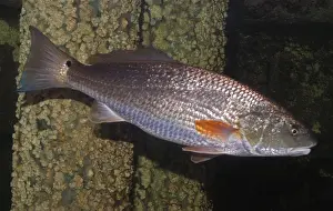 Red Drum - coastal waters Western Atlantic from Massachusetts to northern Mexico. Noisy when caught!