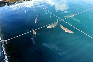 Red Drum Fish - Mayotte aquaculture