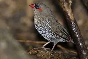 Red-eared Firetail - on ground