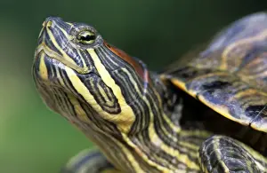 Slider Prints: Red-Eared Slider - Belgium