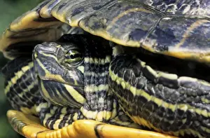 Red-Eared Slider - Belgium