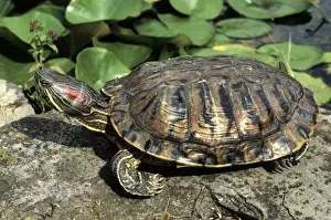 Slider Prints: Red-Eared Slider - at edge of pond - Belgium
