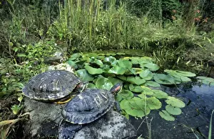 Red-Eared Slider - at edge of pond - Belgium
