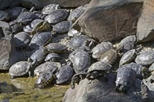Images Dated 24th April 2011: Red-eared slider Turtles - large group on edge of water