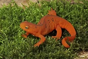 Images Dated 1st January 2000: Red Eft - Terrestrial Form of Red-Spotted Newt (Notophthalmus viridescens viridescens)