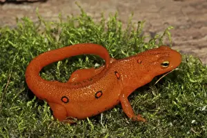 Red Eft - Terrestrial Form of Red-Spotted Newt (Notophthalmus viridescens viridescens) - New York - USA