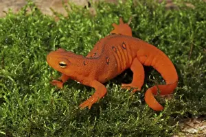 Juvenile Prints: Red Eft - Terrestrial Form of Red-Spotted Newt (Notophthalmus viridescens viridescens) - New York - USA