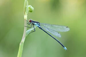 Images Dated 15th July 2012: Red Eyed Damselfly - male resting on vegetation - July
