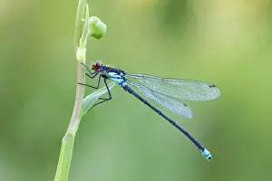 Red Eyed Damselfly - male resting on vegetation - July - Cannock - Staffordshire - England