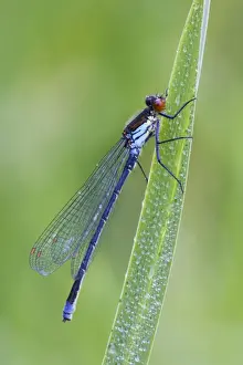 Damselflies Prints: Red Eyed Damselfly - male resting on Yellow Flag leaf - August - Cannock - Staffordshire - England