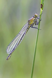 Images Dated 31st May 2008: Red Eyed Damselfly - newly emerged and still in its teneral state - August