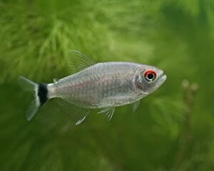 Red-eyed tetra / Yellow-banded moenkhausia - side view, tropical freshwater