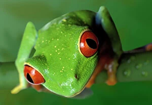 Frogs Collection: Red-eyed Tree Frog