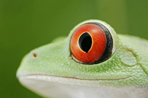 Images Dated 1st February 2006: Red-eyed tree frog - close up of eye – South and Central America 003074