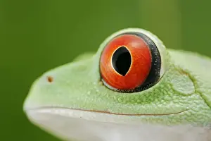 Round Prints: Red-eyed tree frog - close up of eye – South and Central America 003074