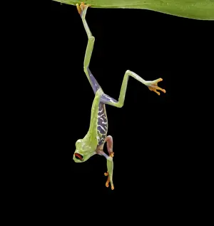 Red eyed tree frog – hanging from reed – South and Central America 003147