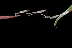 Images Dated 30th January 2006: Red eyed tree frog – jumping to leaf - multiflash – South and Central America 003166