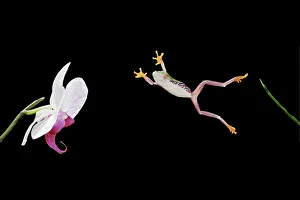 Frogs Collection: Red eyed tree frog – jumping to orchid – South and Central America 003135