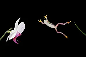 Jumping Prints: Red eyed tree frog – jumping to orchid – South and Central America 003135