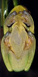 Images Dated 3rd August 2012: Red-eyed Tree Frog. stuck on glass and seen