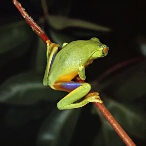 Images Dated 11th July 2008: Red-eyed Treefrog
