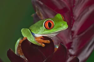 Images Dated 13th August 2010: Red-eyed treefrog