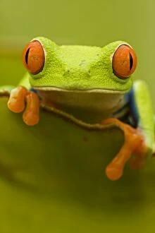 Images Dated 21st July 2011: Red-eyed Treefrog