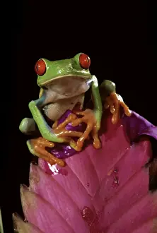 Red-eyed Treefrog - on Bromeliad flower - Central America MDD01990
