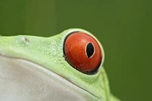 Red-eyed Treefrog - close up of eye