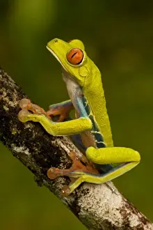 Boy's Bedroom Prints: Red-eyed Treefrog - Costa Rica