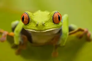 Boy's Bedroom Prints: Red-eyed Treefrog - Costa Rica
