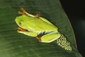 Red-eyed Treefrog / Gaudy Leaf Treefrog - with eggs, sitting on lily pad